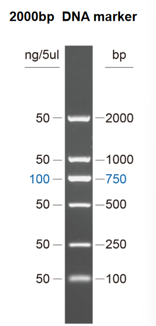 DNA Marker