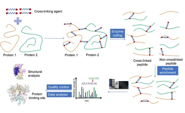 Chemical Cross-linking Coupled with Mass Spectrometry